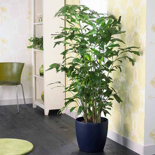 How to Grow and Care for Fishtail Palms Indoors Gardener’s Path