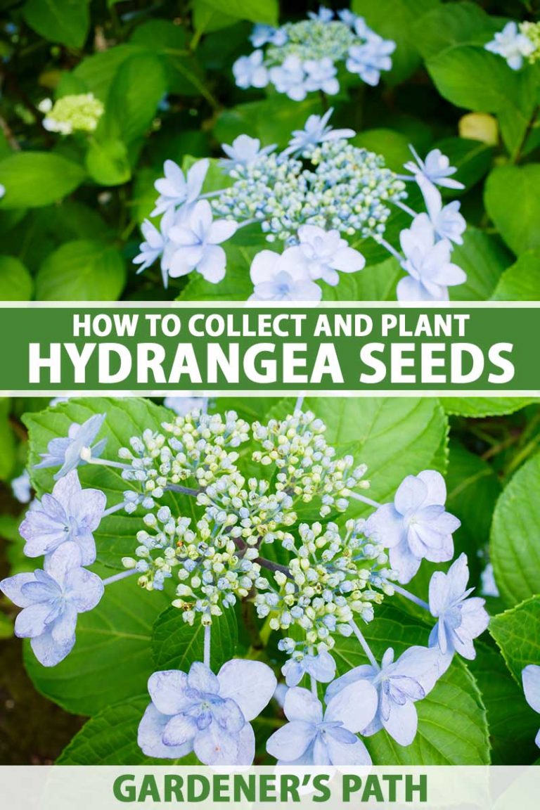 How to Collect and Plant Hydrangea Seed Gardener’s Path