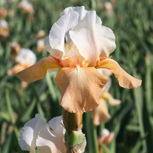 A close up square image of &lsquo;Invitation,&rsquo; an orange and white iris flower, pictured on a soft focus background.