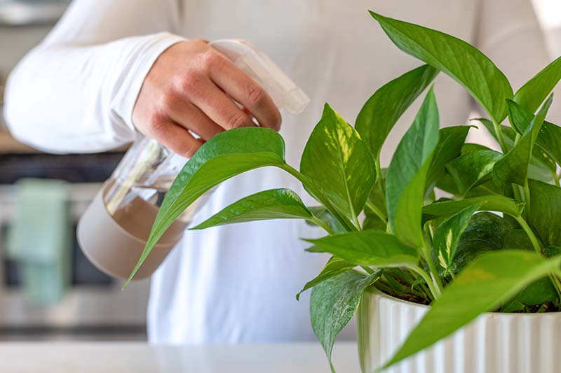 A close up horizontal image of a gardener misting the foliage of a houseplant.