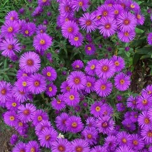 A close up square image of purple New England asters growing in the garden.