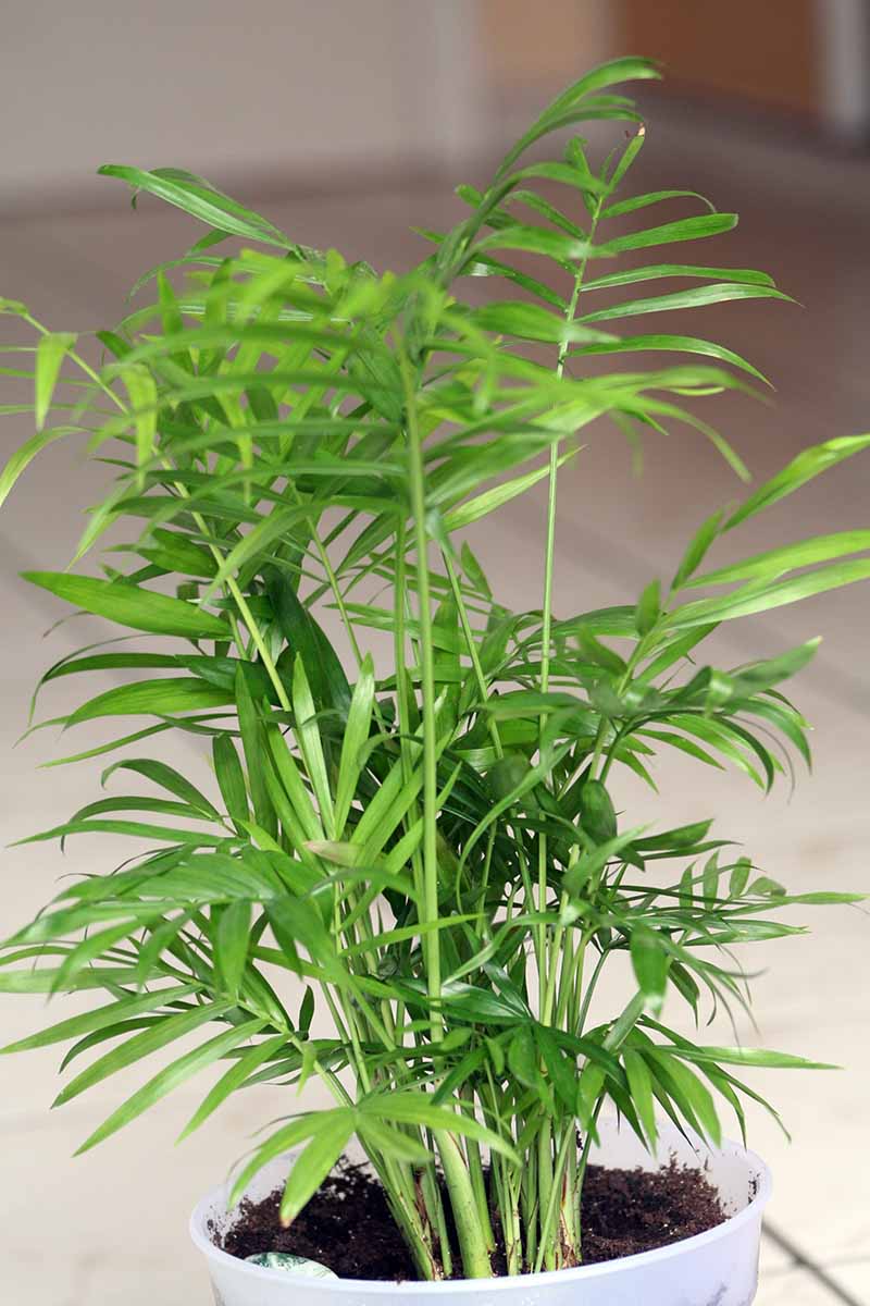 How to Grow and Care for Parlor Palm Houseplants