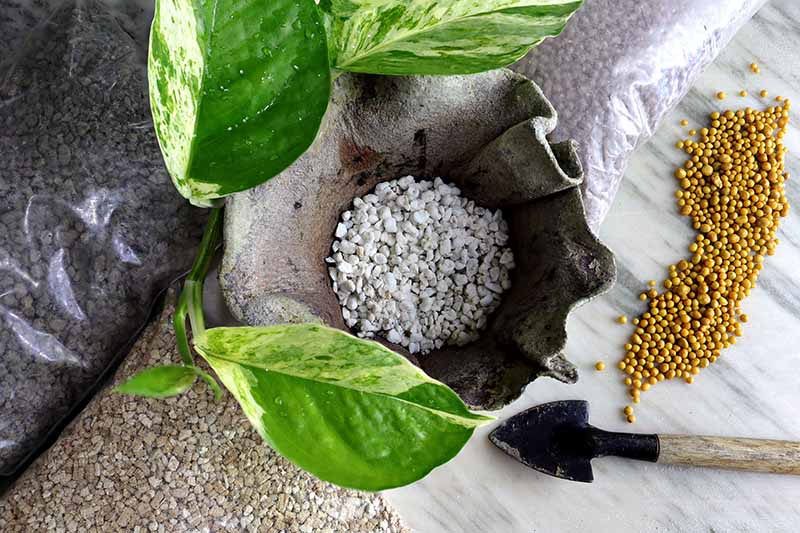 A close up horizontal image of a pothos plant being repotted into a different substrate.