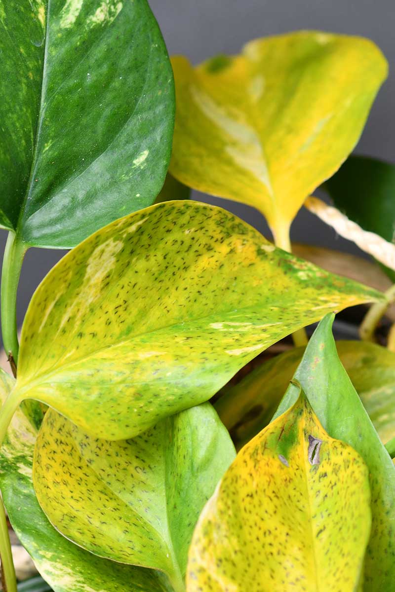 A close up vertical image of a houseplant infected with a disease showing yellowing leaves with dark spots.