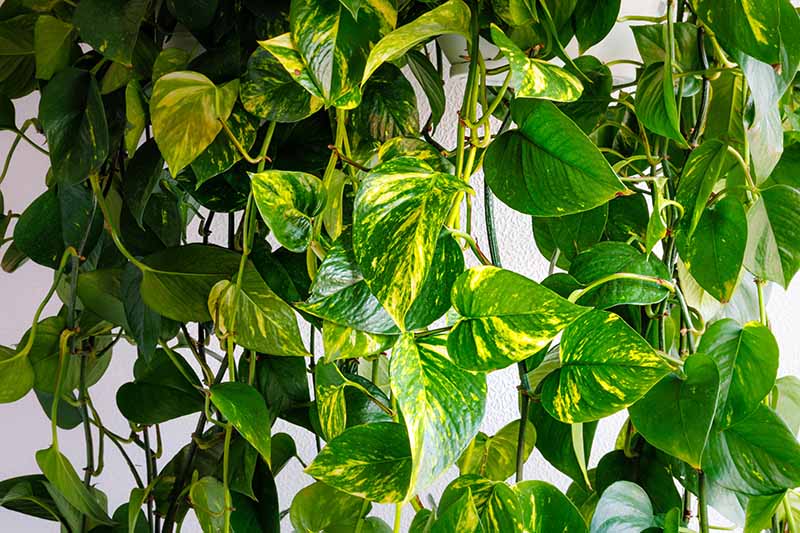 A close up horizontal image of a vining houseplant spilling over the side of a pot.