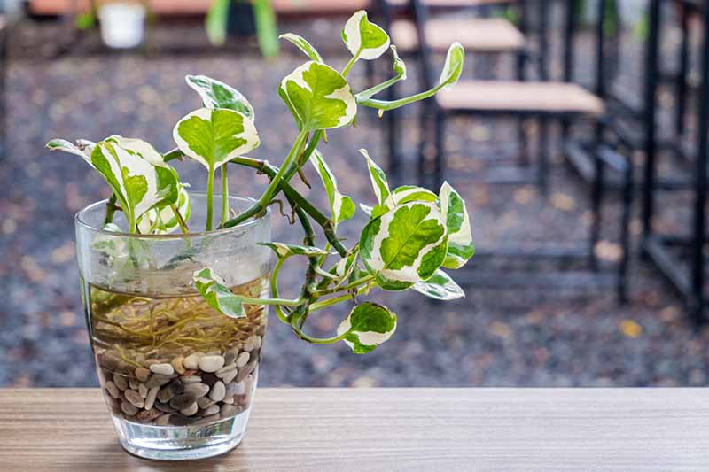 A close up horizontal image of a variegated pothos cutting rooting in water set on a wooden surface.