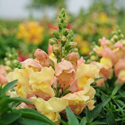 A close up square image of the light yellow and apricot blooms of Antirrhinum ‘Appleblossom’ growing in the garden.