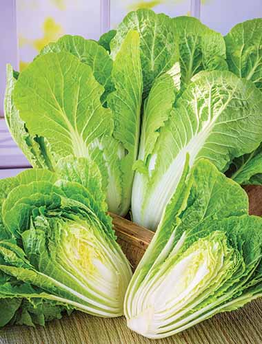 A close up vertical image of ‘Barrel Head’ Chinese cabbage in a wooden tray.