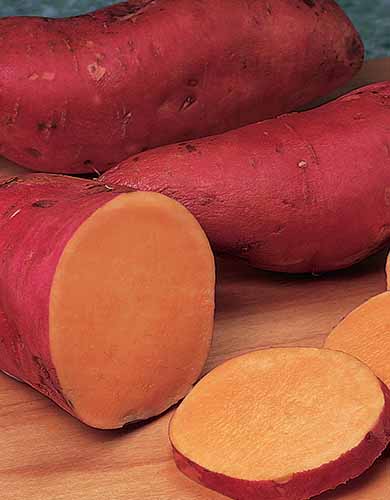 A close up vertical image of ‘Beauregard’ sweet potatoes, both whole and sliced, set on a wooden surface.