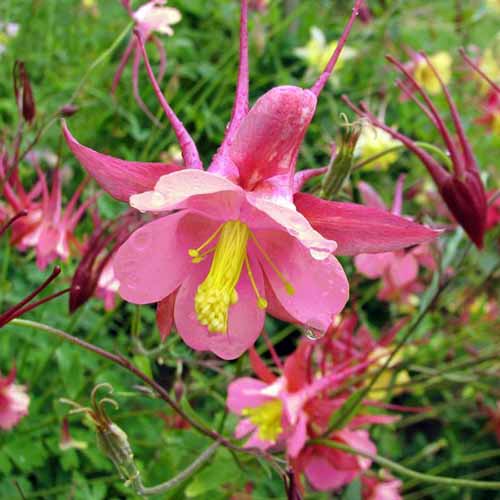 A close up square image of Aquilegia ‘Biedermeier’ growing in the garden with pink petals and yellow stamen pictured on a soft focus background.