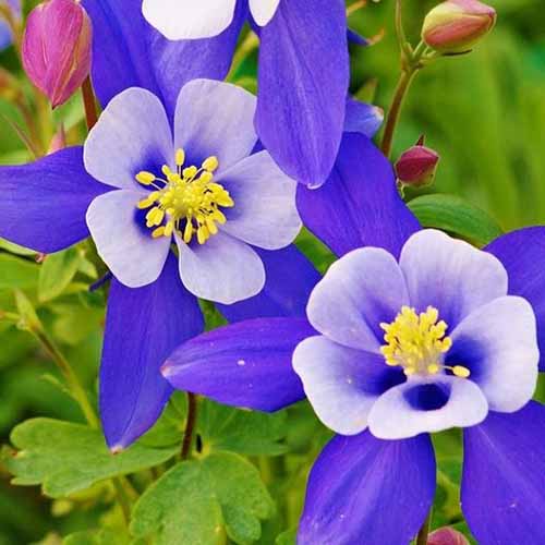 A close up square image of Aquilegia ‘Blue Star’ flowers growing in the garden pictured on a soft focus background.
