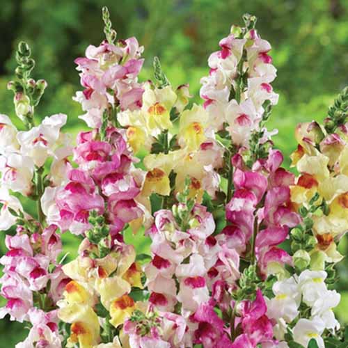 A close up square image of Antirrhinum &lsquo;Brighton Rock&rsquo; flowers growing in the garden pictured on a soft focus background.