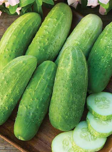 A close up vertical image of sliced and whole &lsquo;Burpee Pickler&rsquo; fruits set on a wooden surface.