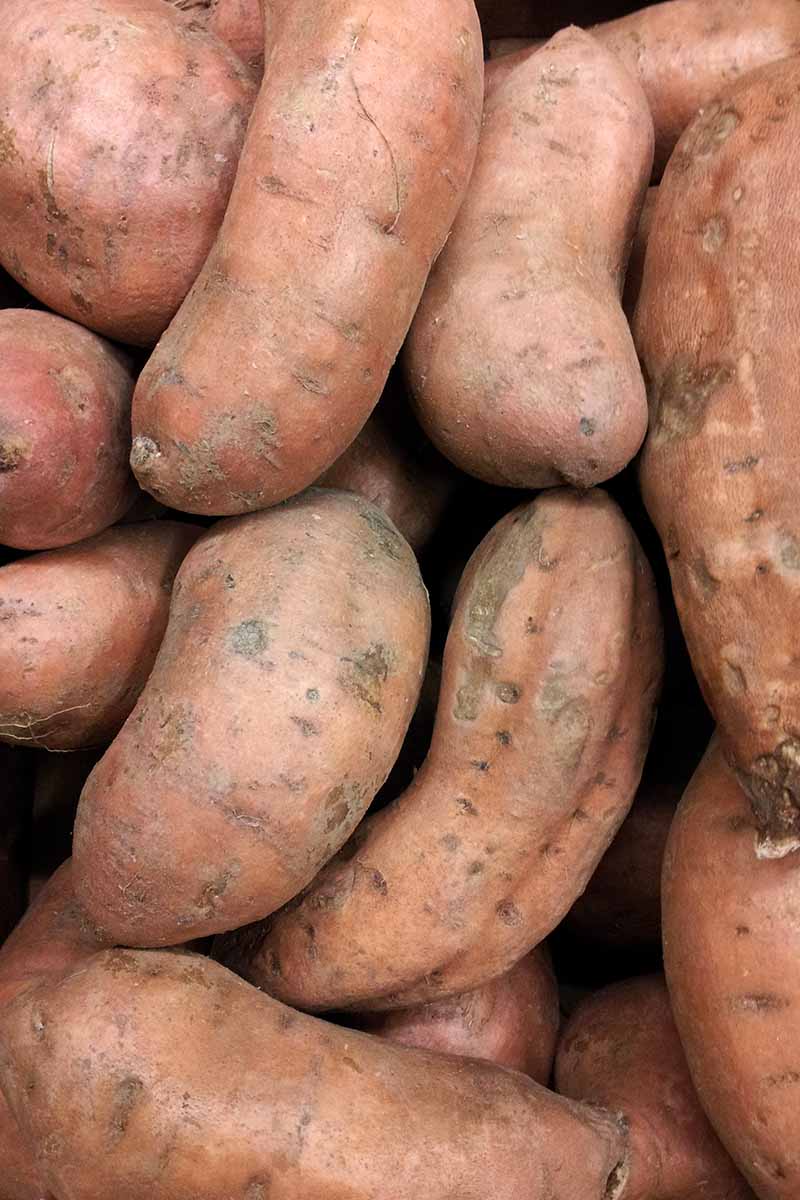 A close up vertical image of ‘Covington’ sweet potatoes in a pile.