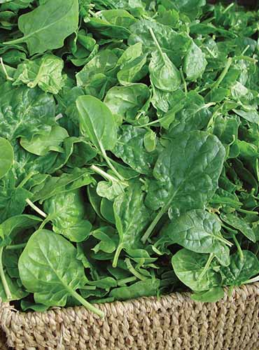 A close up vertical image of of freshly harvested &lsquo;Double Choice&rsquo; leaves in a wicker basket.