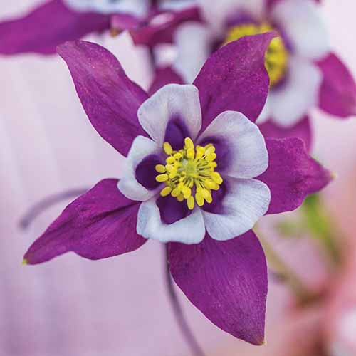 A close up square image of Aquilegia ‘Early Bird Purple and White’ flower pictured on a soft focus background.