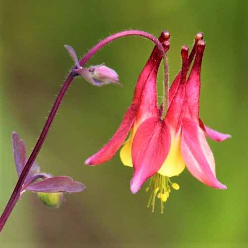 A close up square image of Aquilegia ‘Eastern Red’ with red and yellow petals pictured on a soft focus background.