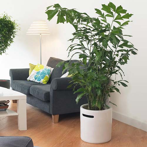 A close up square image of an elegant fishtail palm growing in a living room set on a wooden surface.