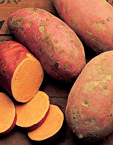 A close up vertical image of ‘Georgia Jet’ both whole and sliced, set on a wooden surface.