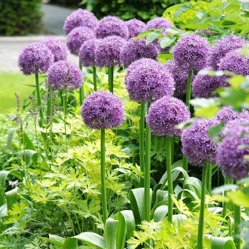 A close up square image of purple giant alliums growing in the garden.