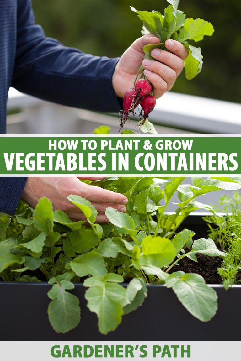How to Grow Vegetables in Containers Gardener's Path