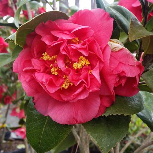 A close up square image of the bright red flower of Camellia &lsquo;Kramer&rsquo;s Supreme&rsquo; growing in the garden.