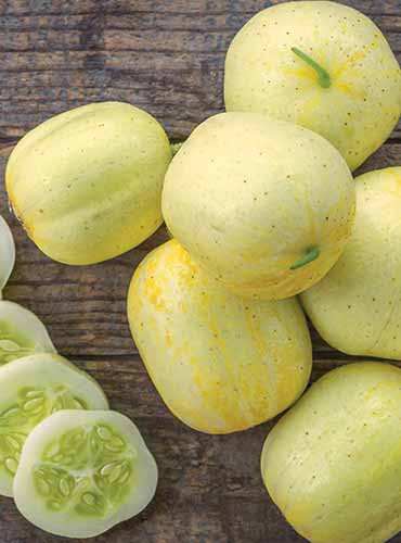 A close up vertical image of a pile of whole &lsquo;Lemon&rsquo; cucumbers set on a wooden surface.