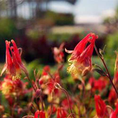 A close up square image of Aquilegia ‘Little Lanterns’ growing in the garden pictured on a soft focus background.