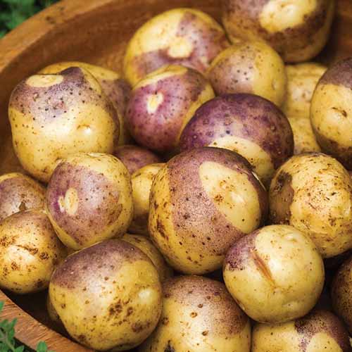 A close up square image of a wooden bowl filled with ‘Masquerade’ spuds.