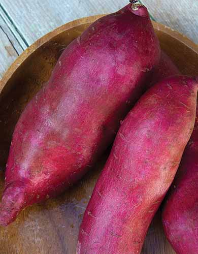 A close up vertical image of ‘Murasaki’ sweet potatoes in a wooden bowl set on a wooden surface.