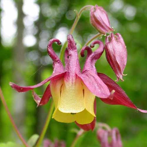 A close up square image of Aquilegia ‘Oriental’ with red and yellow bicolored petals pictured on a soft focus background.