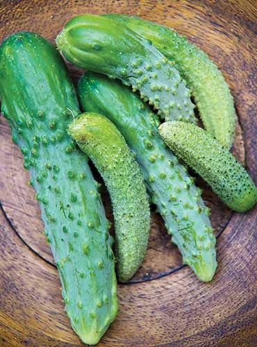 A close up vertical image of a pile of freshly harvested &lsquo;Parisian&rsquo; of various sizes in a wooden bowl.