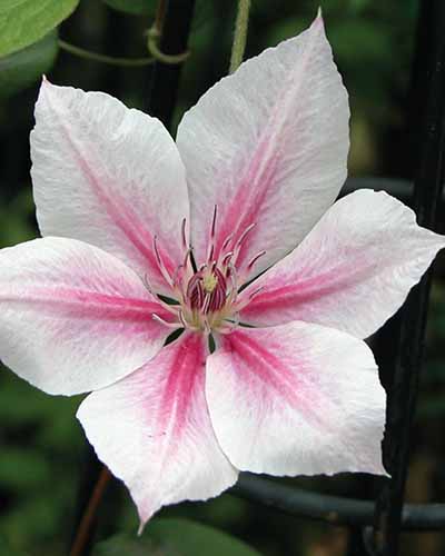 A close up square image of a white and pink ‘Pink Fantasy’ clematis flower pictured on a soft focus background.
