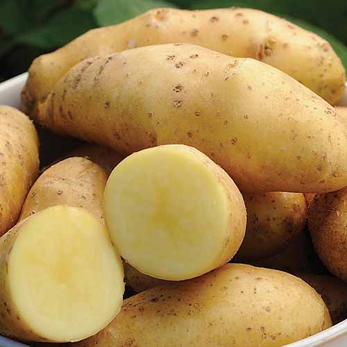 A close up square image of ‘Princess Laratte’ potatoes in a white ceramic bowl with one cut in half.