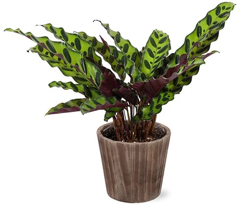 A close up square image of a prayer plant growing in a six inch pot isolated on a white background.