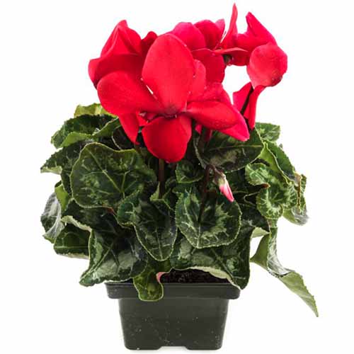 A close up square image of a red cyclamen plant in a small black pot isolated on a white background.