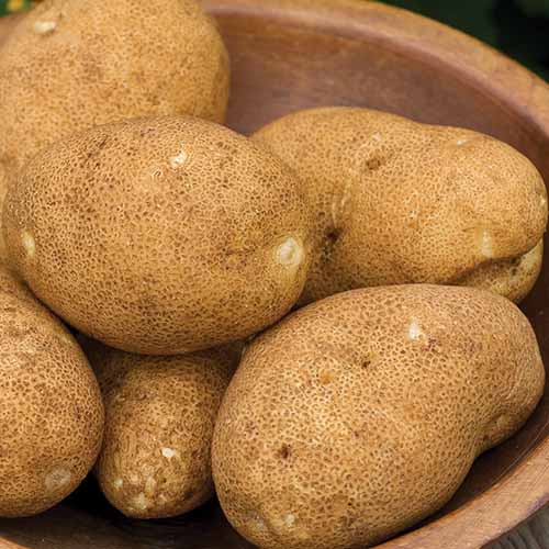 A close up square image of a bowl of Solanum tuberosum ‘Rio Grande Russet.'