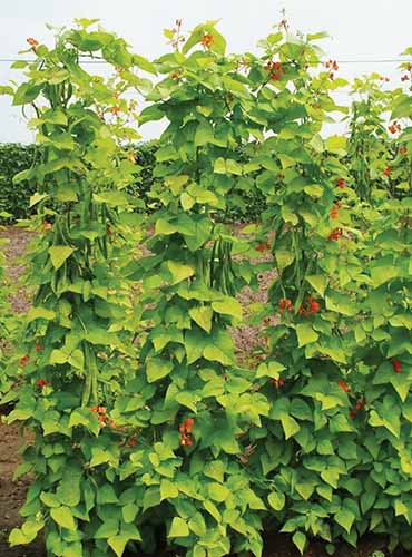 A close up vertical image of &lsquo;Scarlet Runner&rsquo; pole beans growing in the garden.
