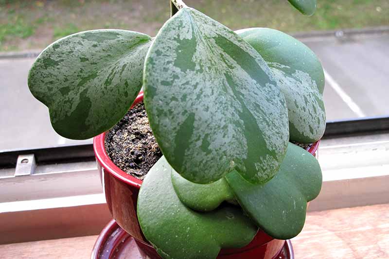 A close up horizontal image of Hoya kerrii ‘Splash’ growing in a small pot set on a windowsill.