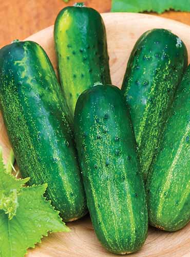 A close up vertical image of a wooden bowl filled with fresh &lsquo;Supremo&rsquo; cucumbers.