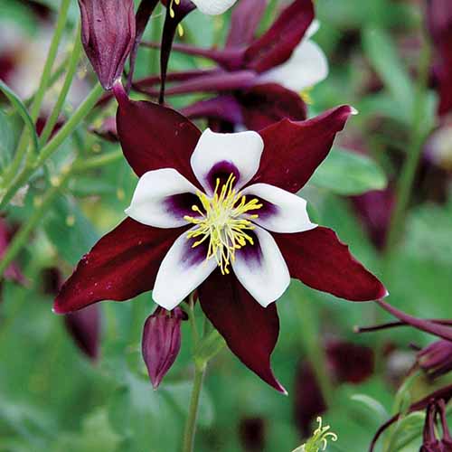 A close up square image of Aquilegia Swan ‘Burgundy and White’ with deep red petals and a burgundy and white inner section, pictured on a soft focus background.