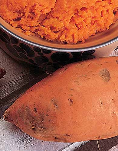 A close up vertical image of a ‘Vardaman’ sweet potato set on a wooden surface with a bowl of puree in the background.