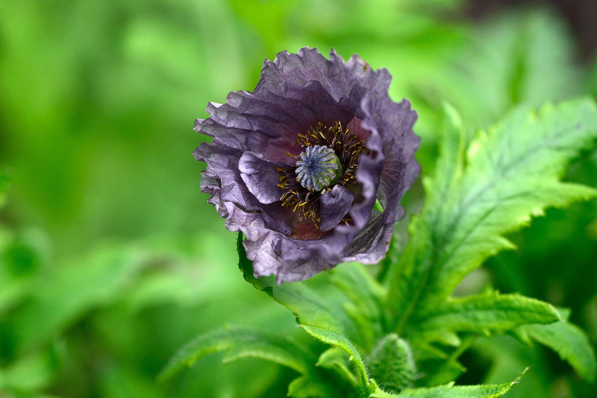 A close up horizontal image of Papaver rhoeas &lsquo;Amazing Grey&rsquo; growing in the garden pictured on a green soft focus background.