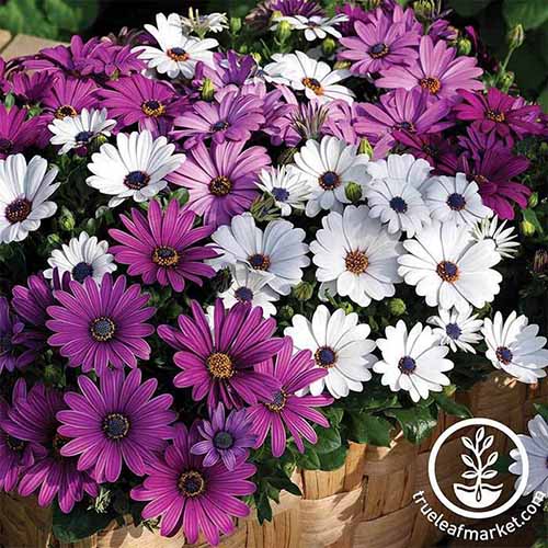 How to Grow Cape Daisies (Osteospermum) Gardener’s Path