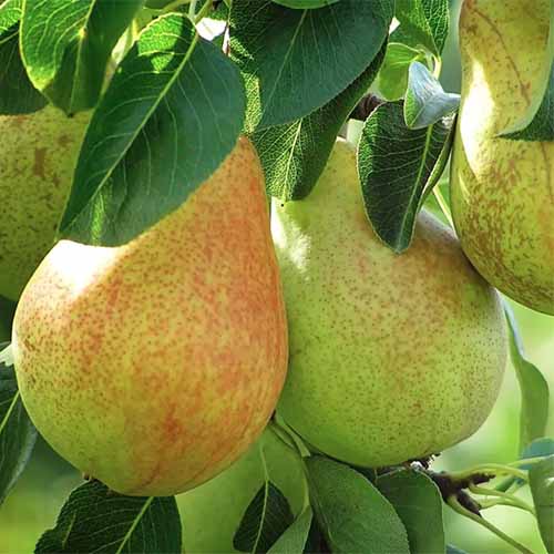 A square image of &lsquo;Baldwin&rsquo; pears growing in the garden ready for harvest.