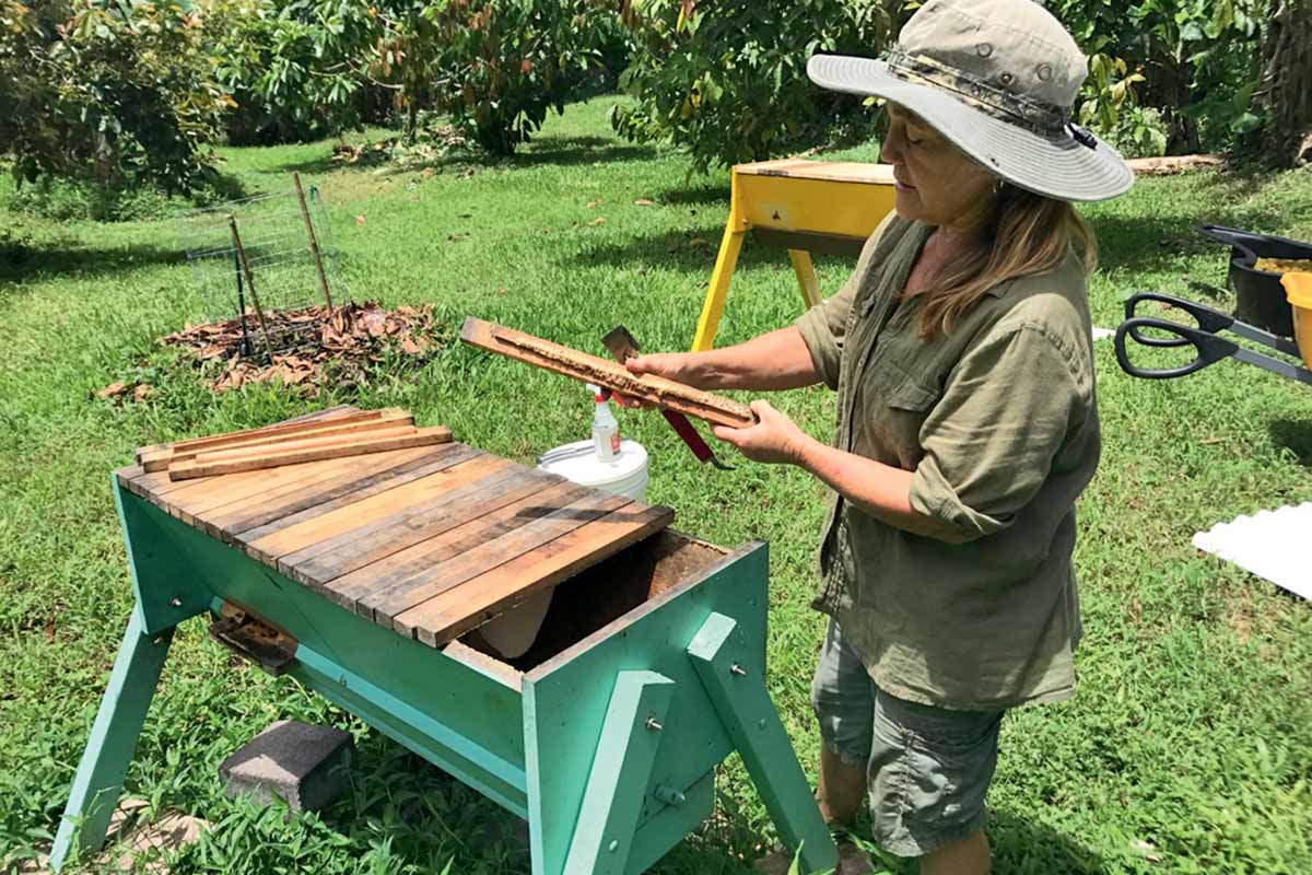 A close up horizontal image of a person inspecting wooden hives, pictured in light sunshine.