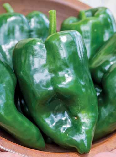 A close up vertical image of ‘Big Boss’ Capsicum hybrid peppers in a wooden bowl.