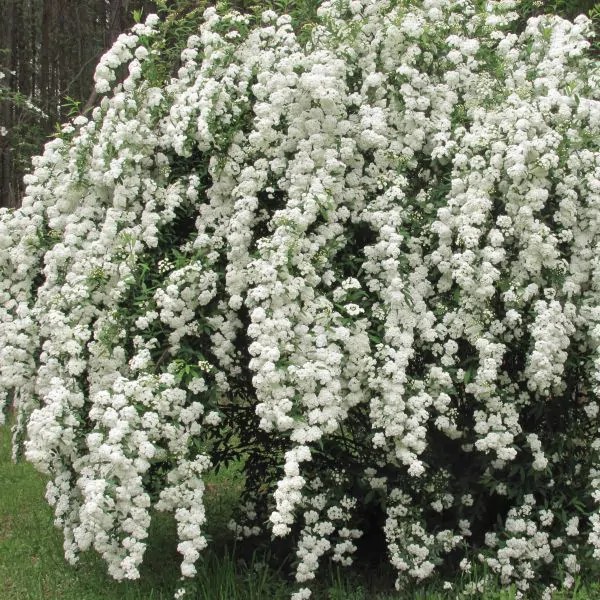 Bridalwreath Spirea in bloom.