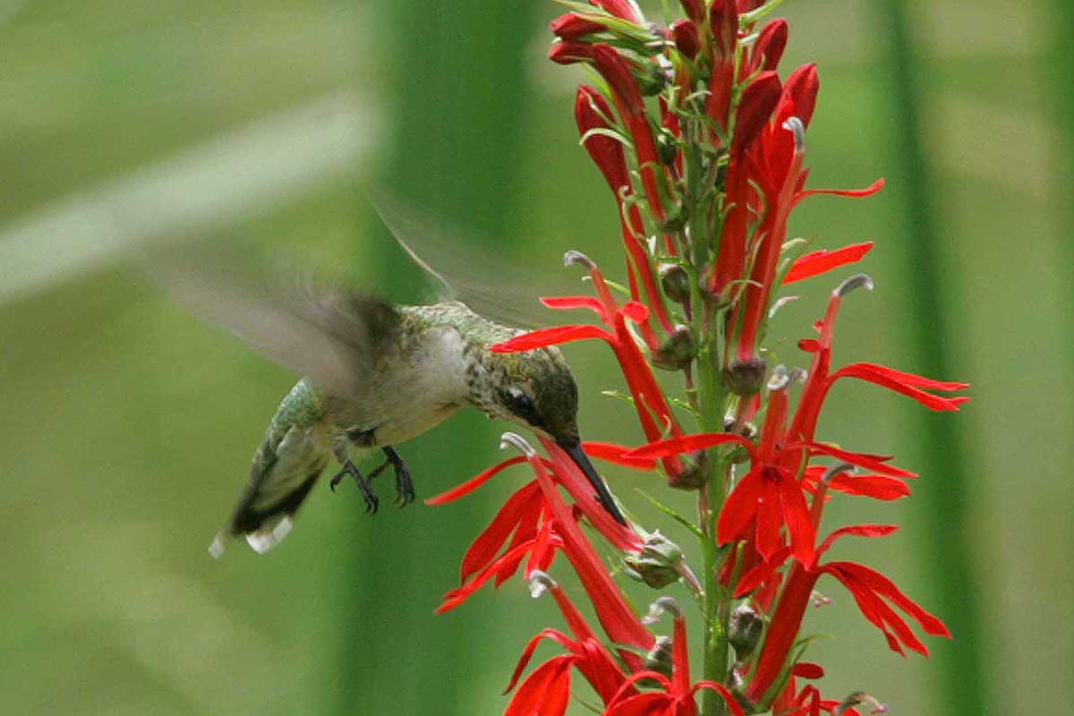 How to Grow and Care for Cardinal Flowers (Lobelia cardinalis)