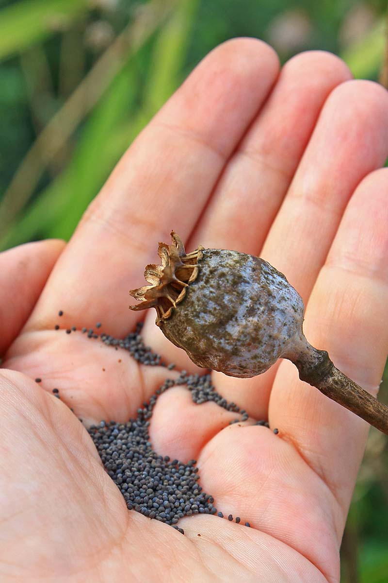 A close up vertical image of a hand collecting poppy seeds from a seed head pictured on a soft focus background.